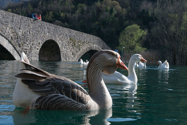 Ekaterina Burakova-Scekic. Montenegro. Без названия