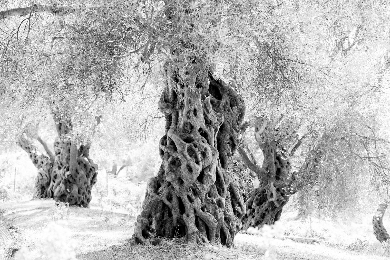Ekaterina Burakova-Scekic. Black-white Montenegro. Без названия