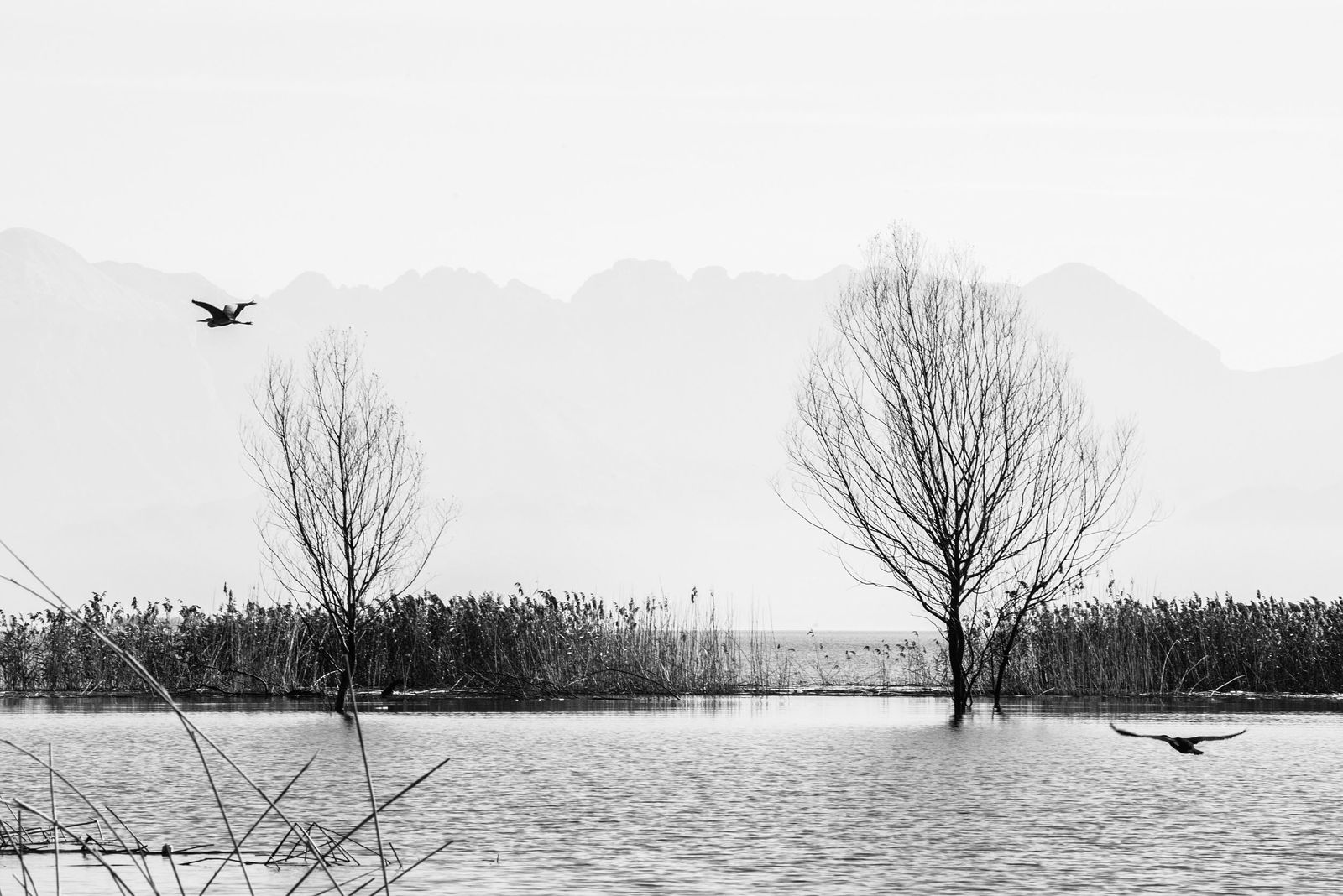 Ekaterina Burakova-Scekic. Black-white Montenegro. Без названия