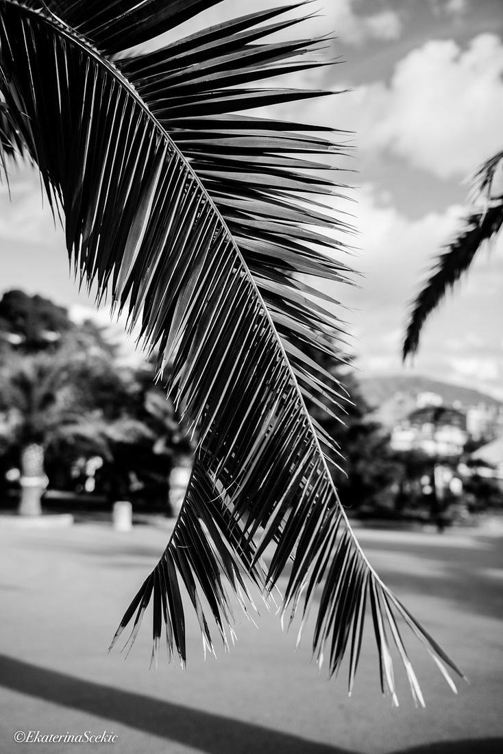 Ekaterina Burakova-Scekic. Black-white Montenegro. Без названия