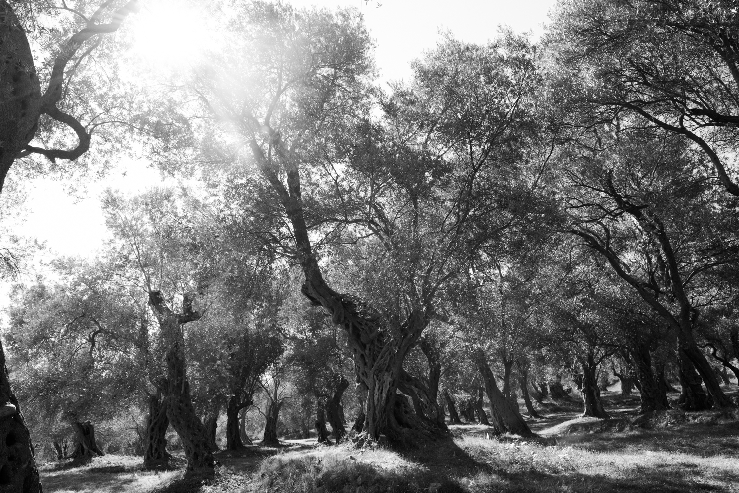 Ekaterina Burakova-Scekic. Black-white Montenegro. #lovemontenegro